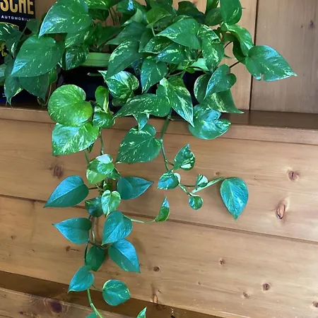 Apartament La Belle Vue Werona